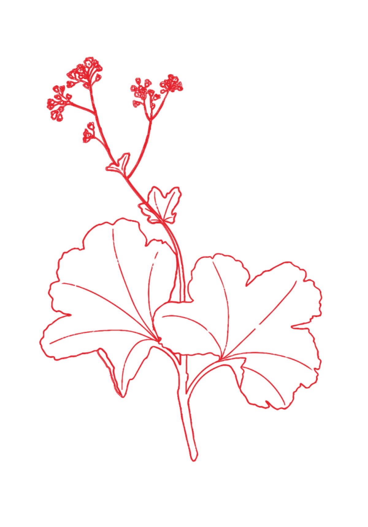 Illustration de la plante alchémille, poudre de plante utilisée dans Bien dans son mois