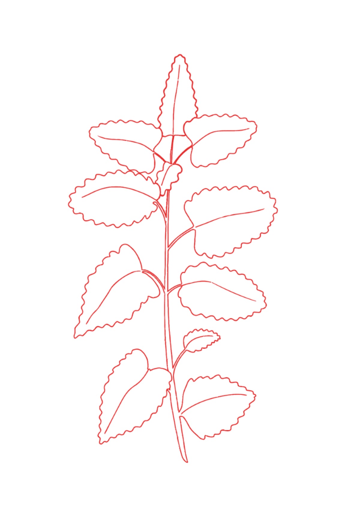 Illustration de la plante Mélisse, plante présente dans Bien dans son mois