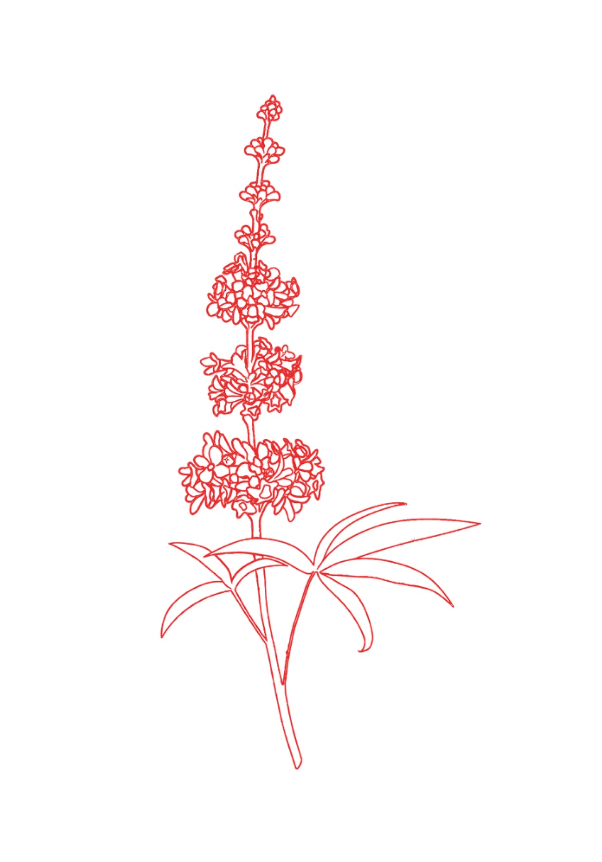 Illustration du gattilier, dont l'extrait de fruit entre dans la composition de Bien dans son mois