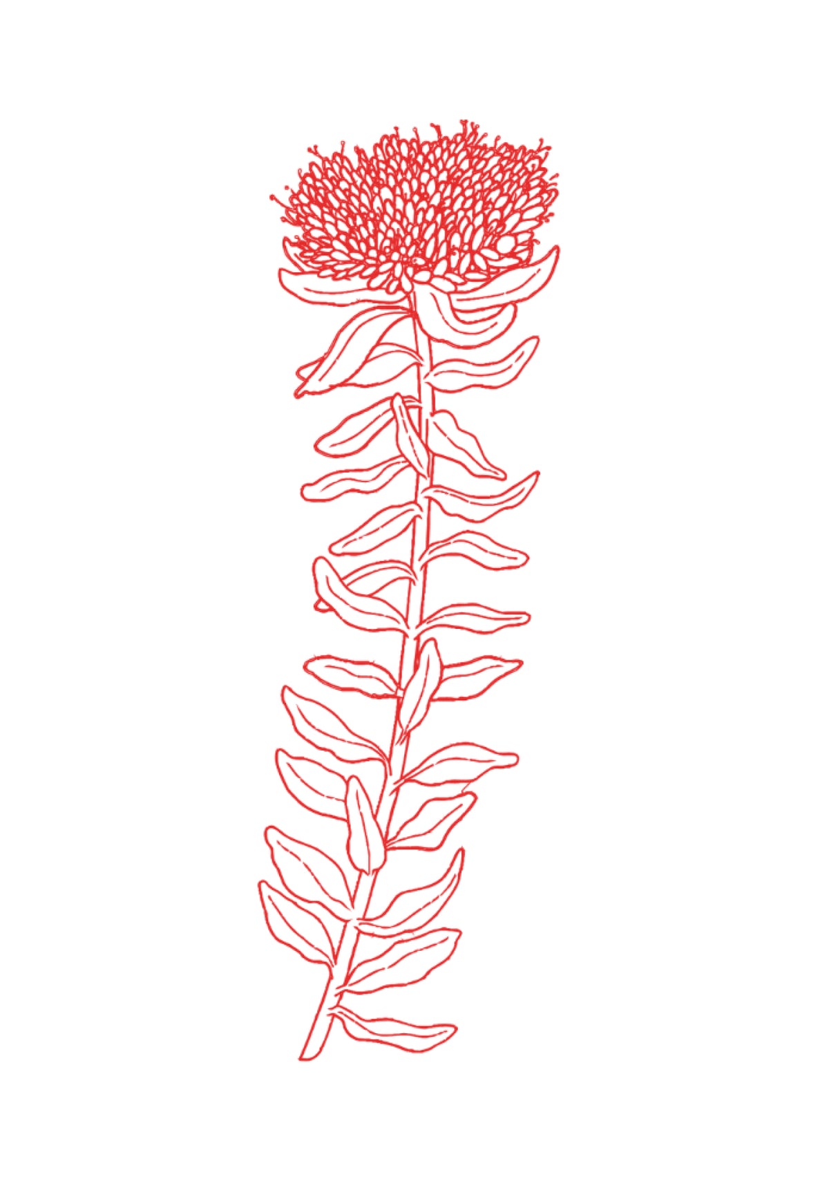 Illustration de la plante Rhodiola, ingrédient de Bien dans son mois